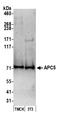 Anaphase Promoting Complex Subunit 5 antibody, A301-026A, Bethyl Labs, Western Blot image 