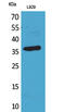 CD300 Molecule Like Family Member G antibody, GTX34219, GeneTex, Western Blot image 