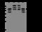 Beclin 1 antibody, 201473-T38, Sino Biological, Western Blot image 
