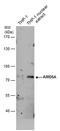 AT-rich interactive domain-containing protein 5A antibody, MA5-27814, Invitrogen Antibodies, Western Blot image 