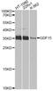 Growth Differentiation Factor 15 antibody, A0185, ABclonal Technology, Western Blot image 