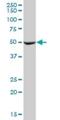 Mitochondrial Translation Release Factor 1 antibody, H00009617-B01P, Novus Biologicals, Western Blot image 