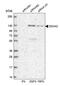 DEAD-Box Helicase 42 antibody, PA5-55273, Invitrogen Antibodies, Western Blot image 