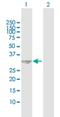 PVR Related Immunoglobulin Domain Containing antibody, H00079037-B02P, Novus Biologicals, Western Blot image 