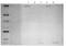 Complement C3 antibody, GAU 013-16-02, Invitrogen Antibodies, Western Blot image 