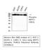 Protein Phosphatase 1 Regulatory Subunit 12A antibody, A01743T853-1, Boster Biological Technology, Western Blot image 