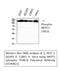 Mbs antibody, A01743T853-1, Boster Biological Technology, Western Blot image 