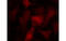 Protein Kinase AMP-Activated Catalytic Subunit Alpha 1 antibody, MBS835324, MyBioSource, Immunofluorescence image 