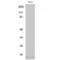 Small Ubiquitin Like Modifier 2 antibody, LS-C380514, Lifespan Biosciences, Western Blot image 