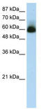 Zinc finger protein with KRAB and SCAN domains 4 antibody, TA339511, Origene, Western Blot image 