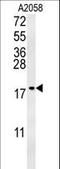 GM2 Ganglioside Activator antibody, LS-C166531, Lifespan Biosciences, Western Blot image 