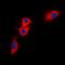 Nucleophosmin 1 antibody, orb214333, Biorbyt, Immunofluorescence image 