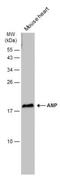 Natriuretic Peptide A antibody, NBP2-14872, Novus Biologicals, Western Blot image 