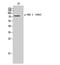 G Protein-Coupled Receptor Kinase 2 antibody, A32388S685, Boster Biological Technology, Western Blot image 