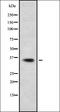 Olfactory Receptor Family 4 Subfamily N Member 4 antibody, orb378356, Biorbyt, Western Blot image 