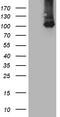 Tetratricopeptide Repeat Domain 7A antibody, TA812308S, Origene, Western Blot image 