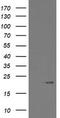 ADP Ribosylation Factor Like GTPase 2 Binding Protein antibody, LS-C175230, Lifespan Biosciences, Western Blot image 