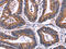 Siglec-5 antibody, CSB-PA280714, Cusabio, Immunohistochemistry paraffin image 