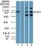 ArfGAP With Coiled-Coil, Ankyrin Repeat And PH Domains 2 antibody, PA5-23302, Invitrogen Antibodies, Western Blot image 