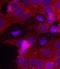 Insulin Like Growth Factor 1 antibody, orb14492, Biorbyt, Immunocytochemistry image 