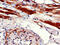 Carnitine Palmitoyltransferase 1B antibody, CSB-PA821674LA01HU, Cusabio, Immunohistochemistry frozen image 
