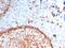 Cyclin Dependent Kinase 11B antibody, AE00278, Aeonian Biotech, Immunohistochemistry frozen image 