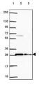 BCAS2 Pre-MRNA Processing Factor antibody, HPA067881, Atlas Antibodies, Western Blot image 