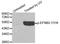 Ephrin B2 antibody, MBS128434, MyBioSource, Western Blot image 