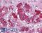 Autophagy Related 13 antibody, LS-B5277, Lifespan Biosciences, Immunohistochemistry frozen image 