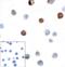 T Cell Immunoreceptor With Ig And ITIM Domains antibody, RF16054, ProSci, Immunocytochemistry image 