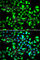 Guanylate Binding Protein 1 antibody, A6911, ABclonal Technology, Immunofluorescence image 