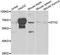 Deltex E3 Ubiquitin Ligase 2 antibody, A7398, ABclonal Technology, Western Blot image 