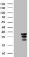 PYM Homolog 1, Exon Junction Complex Associated Factor antibody, LS-C790905, Lifespan Biosciences, Western Blot image 