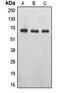 Erythropoietin Receptor antibody, orb213901, Biorbyt, Western Blot image 