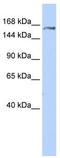 GluRS antibody, TA339272, Origene, Western Blot image 