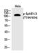 EPH Receptor B1 antibody, PA5-40236, Invitrogen Antibodies, Western Blot image 