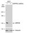 Leucine Rich Pentatricopeptide Repeat Containing antibody, NBP2-19373, Novus Biologicals, Western Blot image 