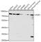 PC4 and SFRS1-interacting protein antibody, GTX65555, GeneTex, Western Blot image 