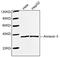 Annexin A2 antibody, LS-C203176, Lifespan Biosciences, Western Blot image 