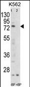 Folliculin antibody, PA5-72548, Invitrogen Antibodies, Western Blot image 