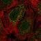 Sp9 Transcription Factor antibody, HPA062616, Atlas Antibodies, Immunofluorescence image 