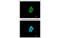 CKLF Like MARVEL Transmembrane Domain Containing 6 antibody, MBS837667, MyBioSource, Immunofluorescence image 