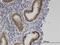 Zinc Finger MYND-Type Containing 8 antibody, H00023613-M01, Novus Biologicals, Immunohistochemistry frozen image 