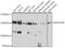 RNA Polymerase II Subunit B antibody, GTX64604, GeneTex, Western Blot image 