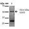 Unc-51 Like Kinase 3 antibody, LS-C776185, Lifespan Biosciences, Western Blot image 