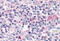 TOR antibody, MBS243268, MyBioSource, Immunohistochemistry frozen image 