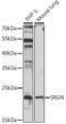 Serglycin antibody, A06069, Boster Biological Technology, Western Blot image 