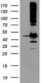 Serpin B13 antibody, TA503673, Origene, Western Blot image 