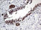 Zinc Finger Protein 329 antibody, LS-C795029, Lifespan Biosciences, Immunohistochemistry paraffin image 