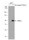 Piwi Like RNA-Mediated Gene Silencing 4 antibody, NBP2-19845, Novus Biologicals, Western Blot image 